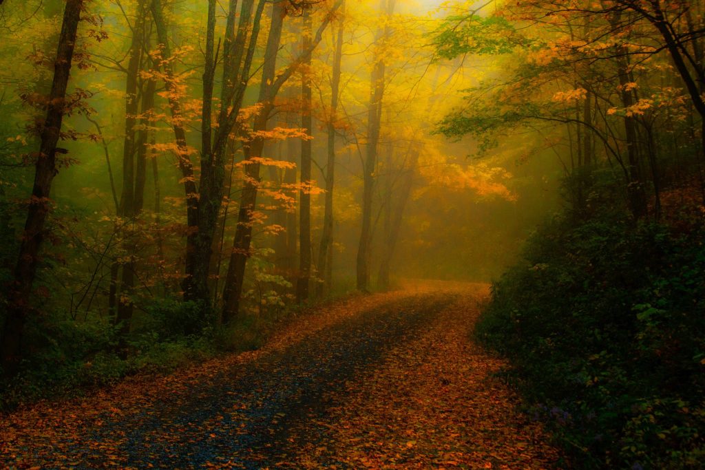 Foggy autumn forest with winding path golden leaves and soft light creating serene mood Wallpaper