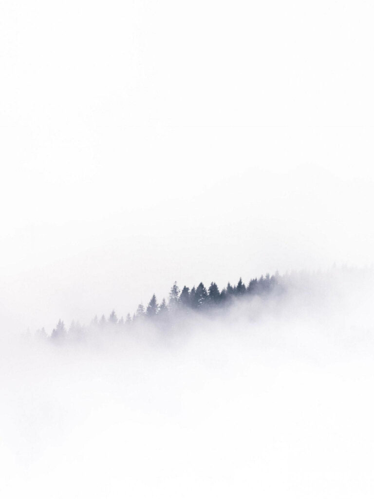 Serene Foggy Forest Wallpaper: Ethereal Tree Silhouettes Background