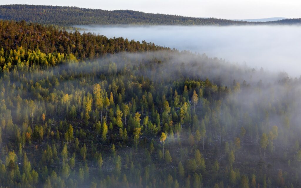 Serene foggy forest wallpaper with dense green trees in soft misty morning atmosphere