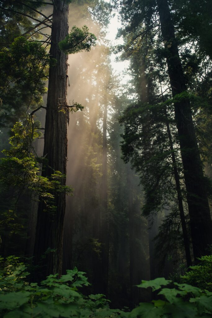 Serene forest wallpaper with foggy towering trees sunlight filtering through lush green canopy