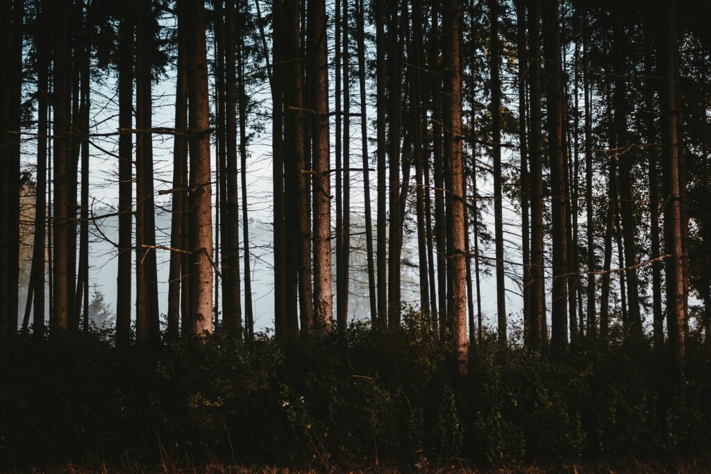 Dense foggy forest with tall trees soft morning light and lush green foliage wallpaper background