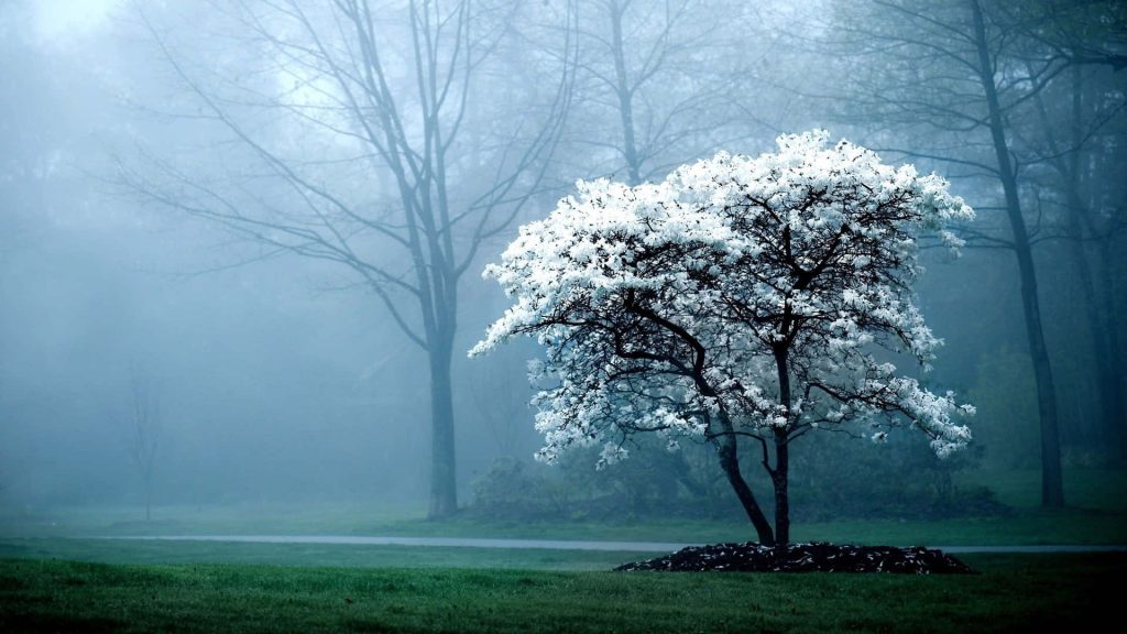 Solitary tree with white blossoms in foggy blue forest landscape serene desktop wallpaper