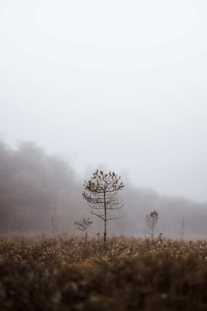 Tranquil Foggy Landscape Wallpaper with Minimalist Tree