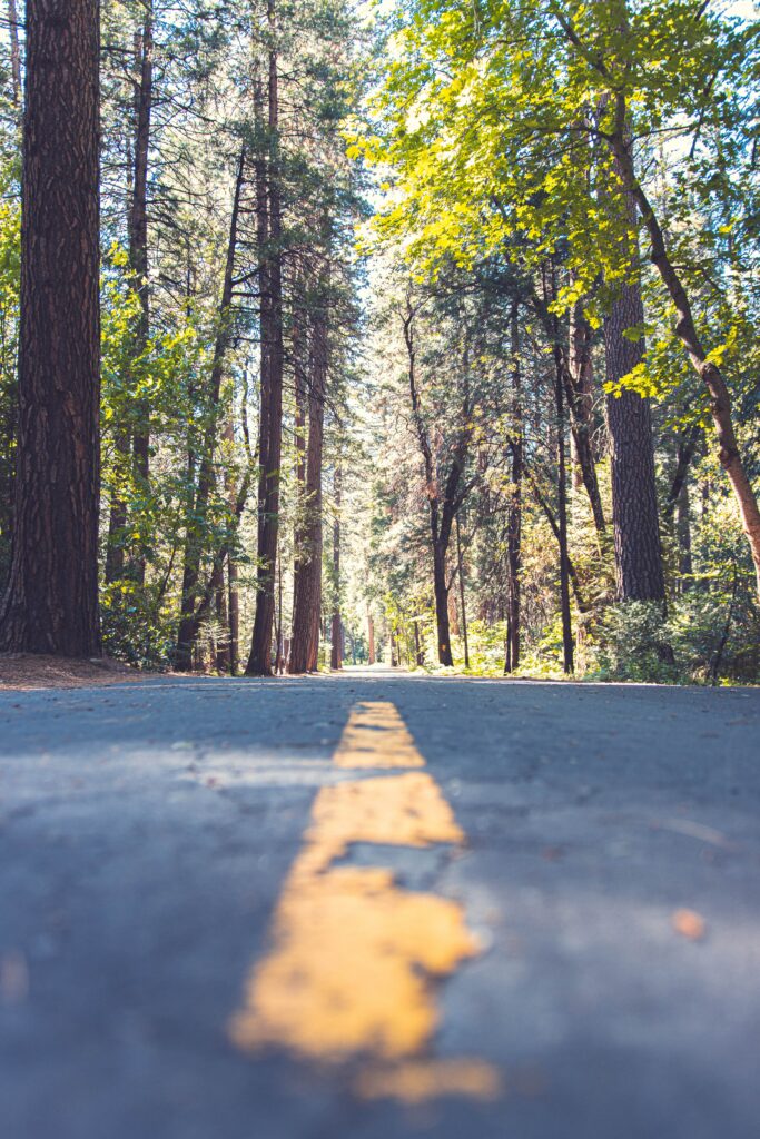 Peaceful forest alley road with tall trees sunlit foliage and bold yellow center line pathway Wallpaper