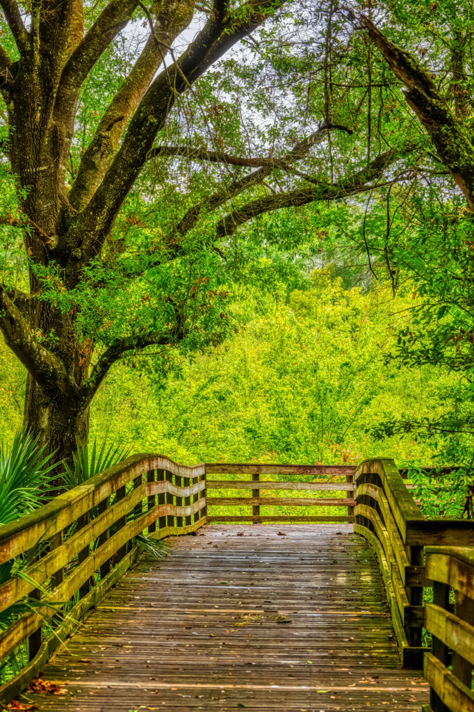 Serene wooden boardwalk through lush green forest with sunlight and dappled shadows wallpaper
