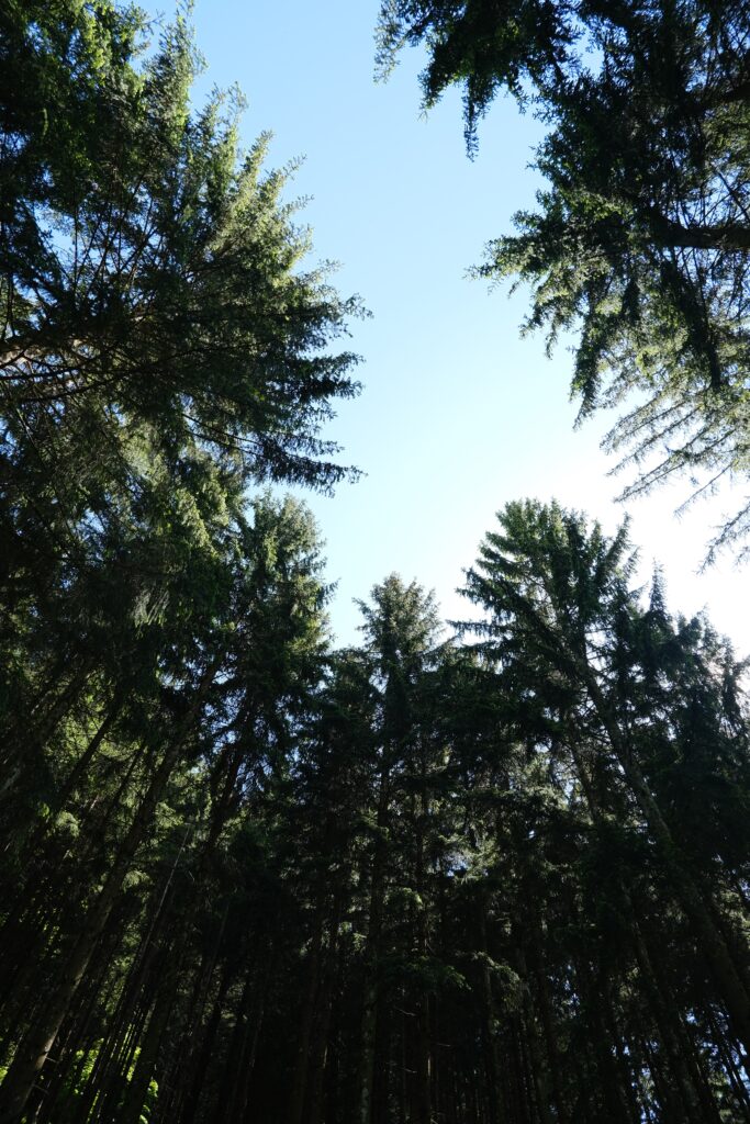 Bottom view of tall green trees reaching toward clear blue sky serene forest wallpaper background