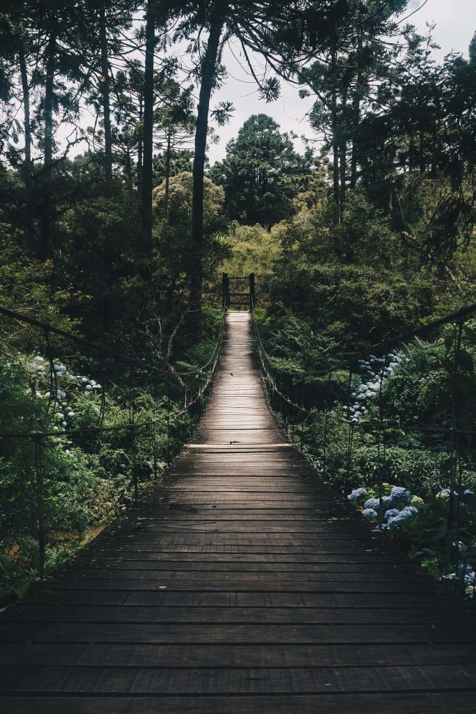 Wooden suspension bridge in dense forest with blue hydrangeas nature phone wallpaper background