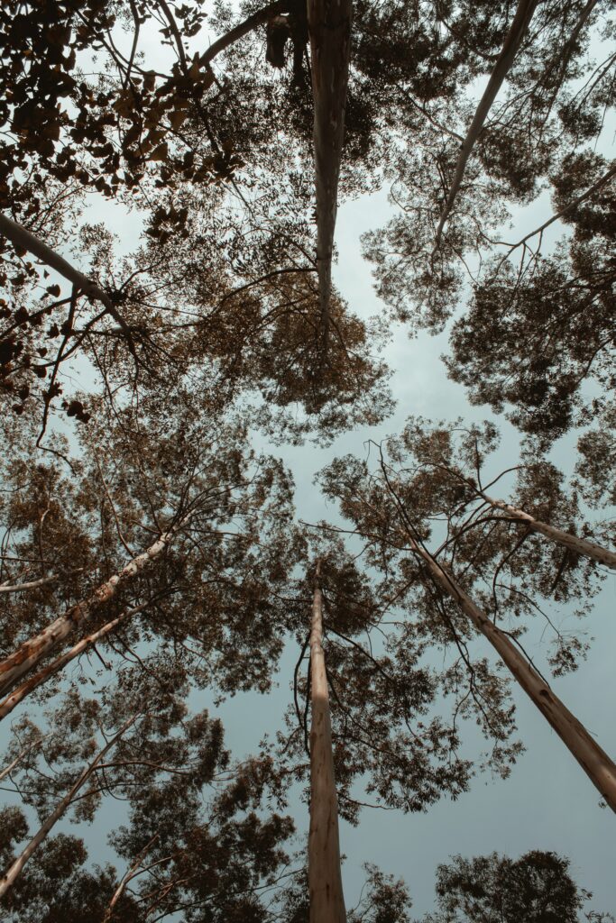 Bottom view of tall trees with sparse crowns against muted sky serene forest wallpaper background