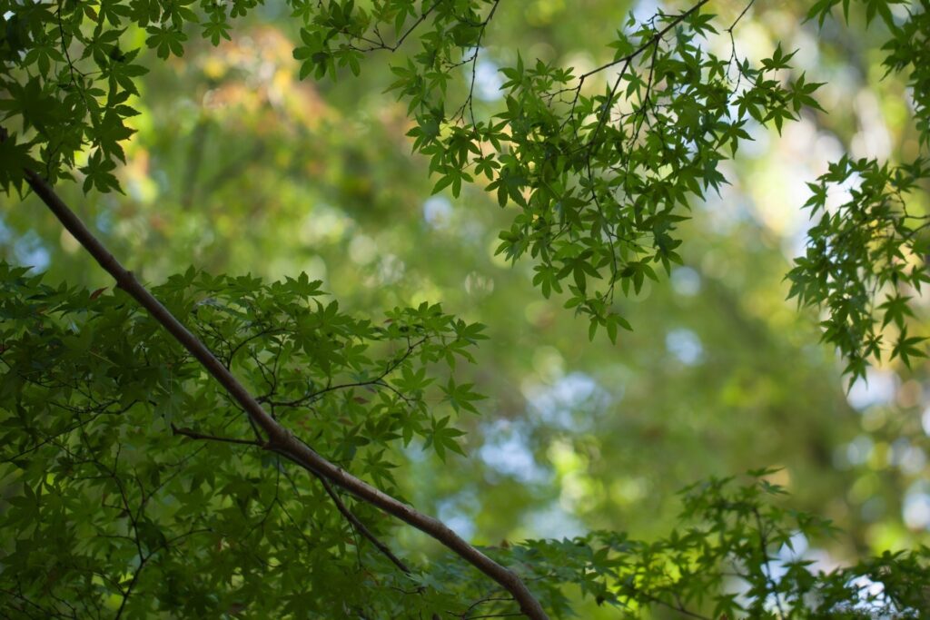 Sunlight filtering through vibrant green leaves and delicate branches in a serene forest canopy Wallpaper