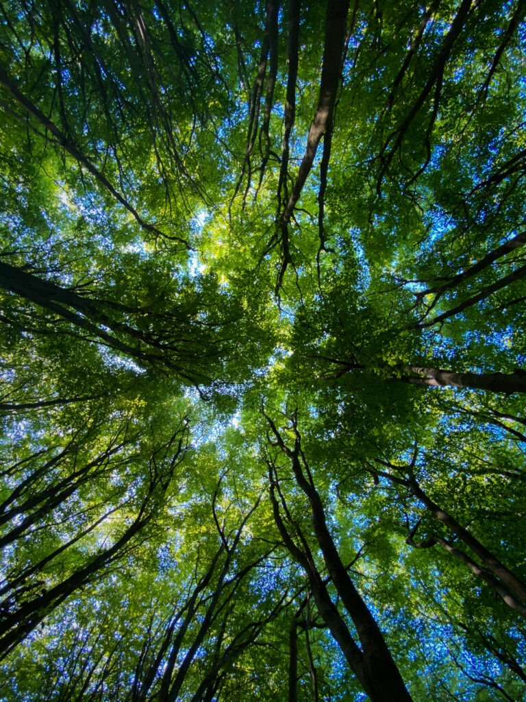 Serene forest scene looking up at tall trees with vibrant green leaves and blue sky background Wallpaper