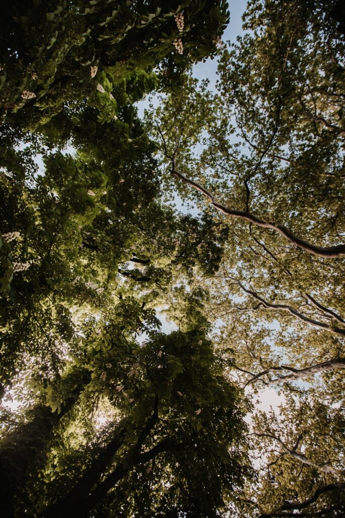 Serene forest wallpaper showing towering trees and green canopy from bottom view background