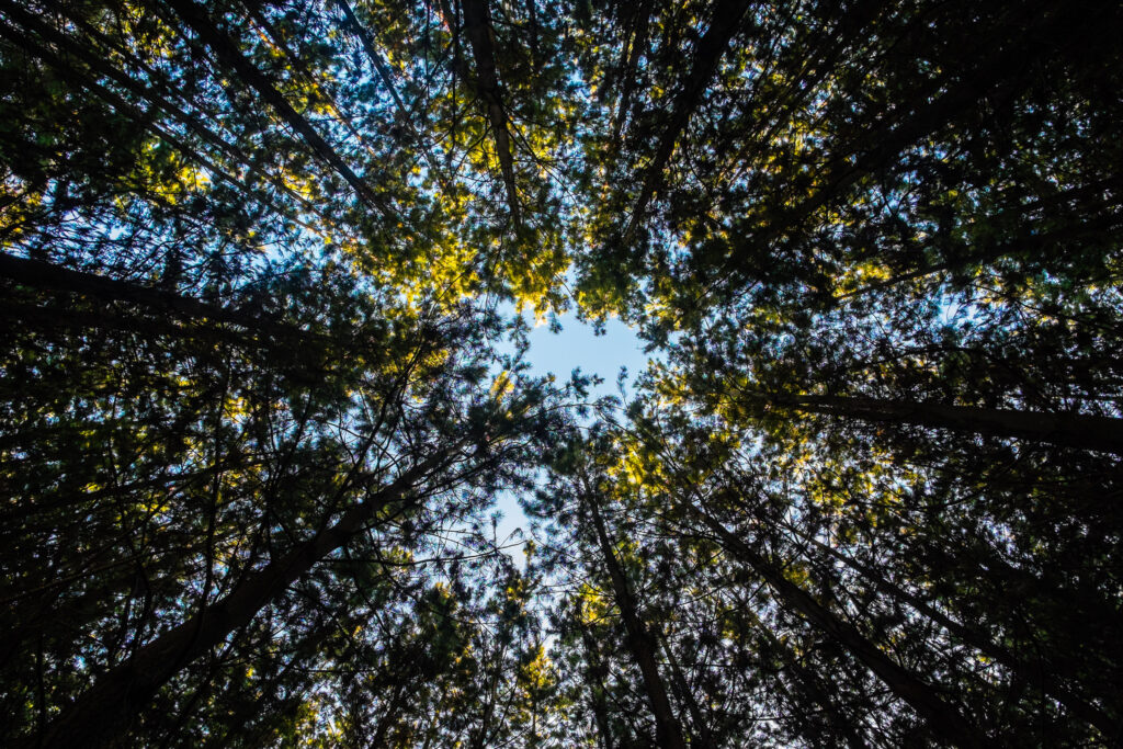 Upward view of tall trees forming green canopy with sunlight and bright blue sky background Wallpaper