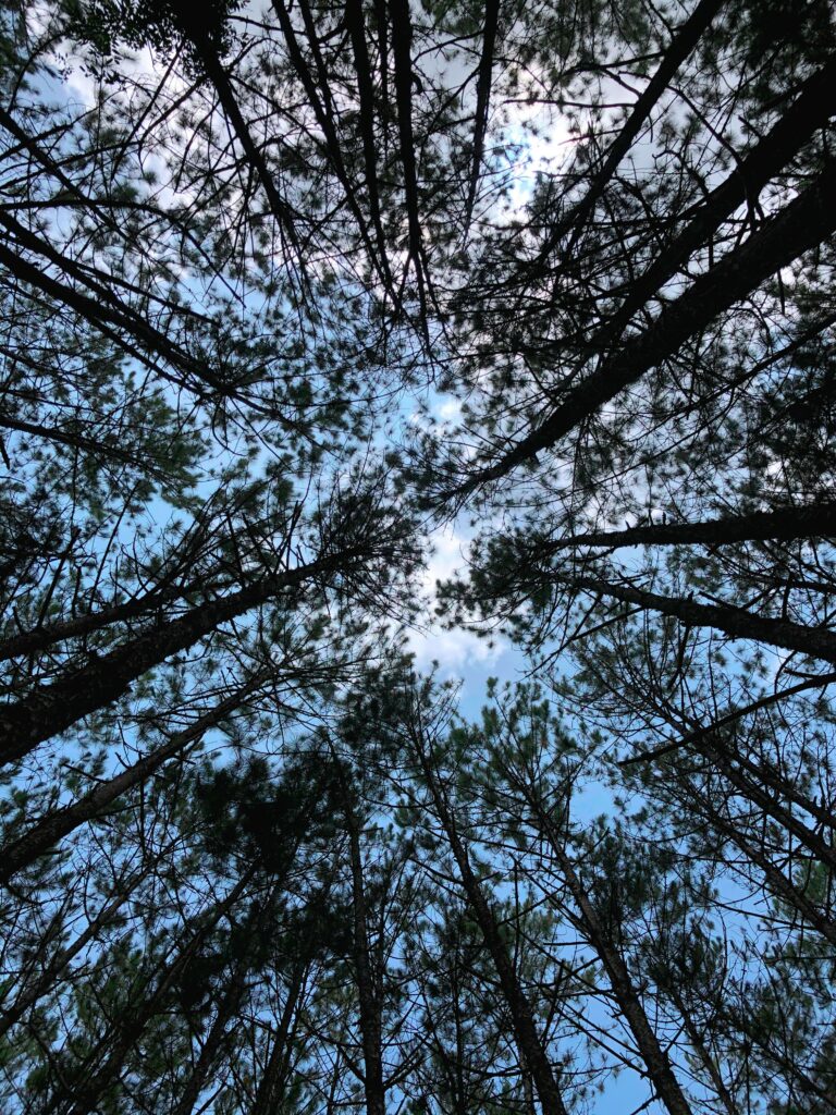 Bottom view of tall forest trees with green leaves against clear blue sky wallpaper background