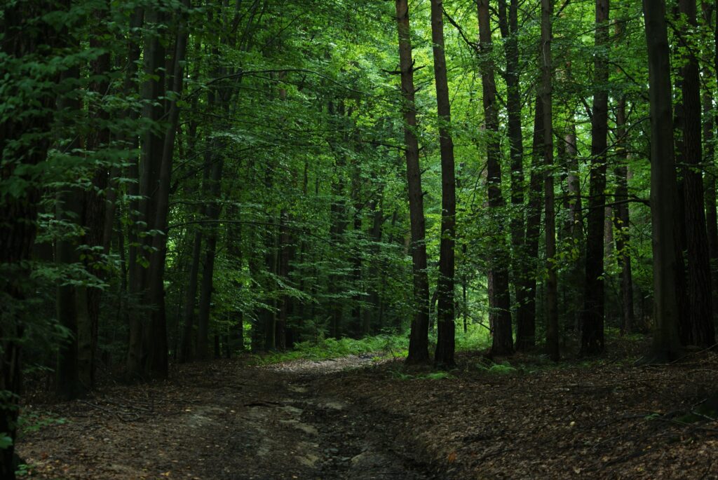 Serene forest wallpaper with tall green trees lush foliage and sunlight filtering through leaves