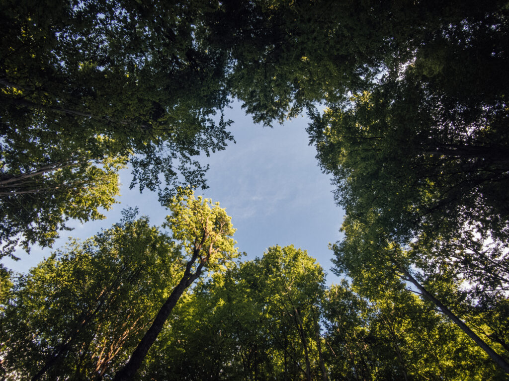 Serene forest view from below with tall trees sunlight filtering through green leaves wallpaper