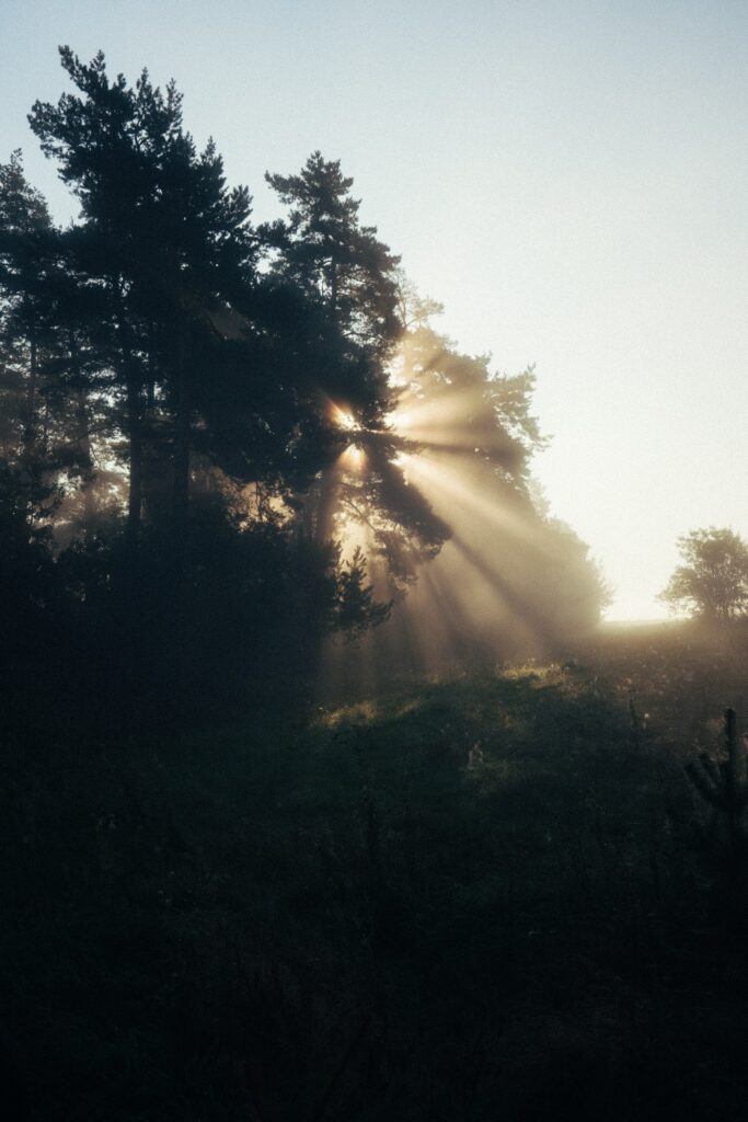 Soft sunlight beams through tall trees in a foggy forest at dawn with warm golden light Wallpaper
