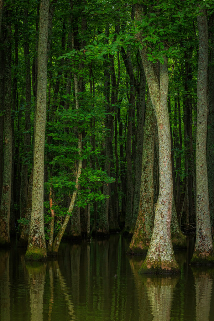 Serene flooded forest with tall trees green foliage and reflective shallow water wallpaper background