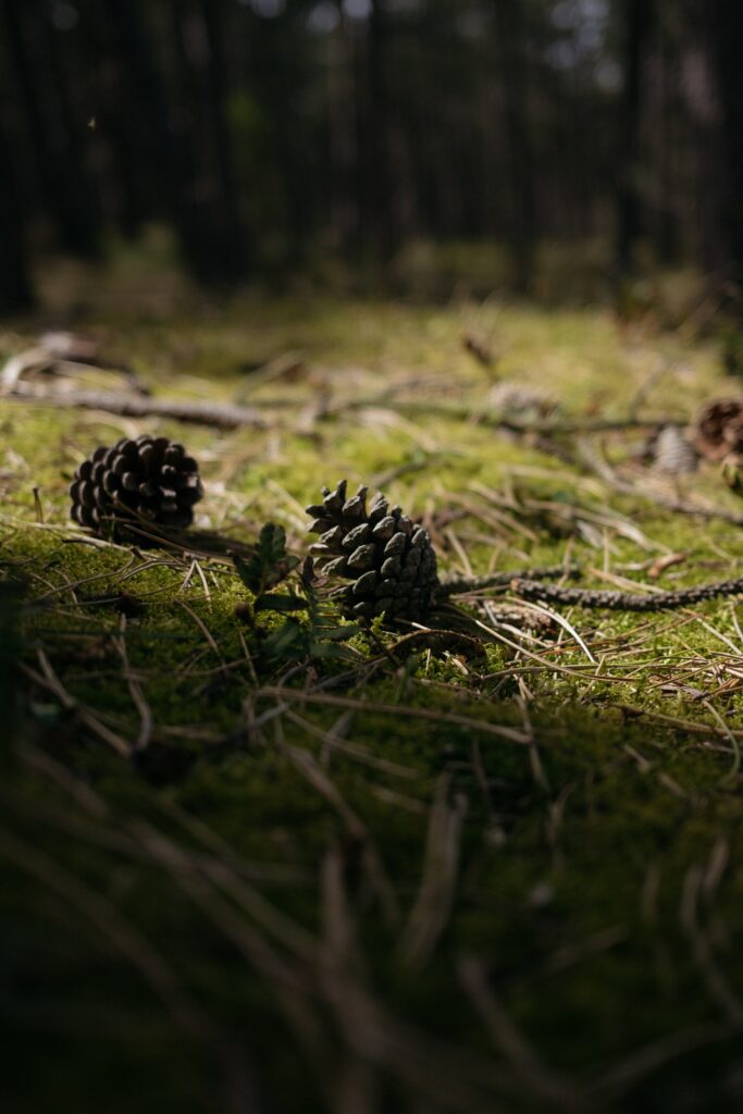 Serene Forest Floor Wallpaper: Pinecones, Moss & Branches Macro Shot