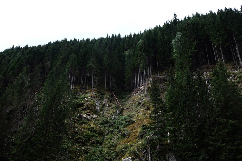 Serene forest wallpaper with tall dense trees mossy green hill and rocky sloping terrain background
