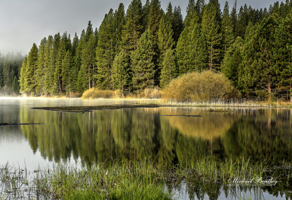 Calm lake with lush green forest reflections misty morning serene nature wallpaper background