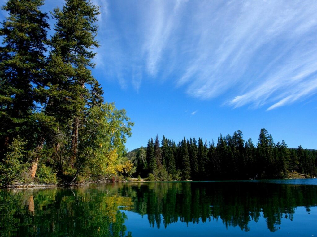 Serene forest and calm lake with evergreen trees reflected under vibrant blue sky wallpaper