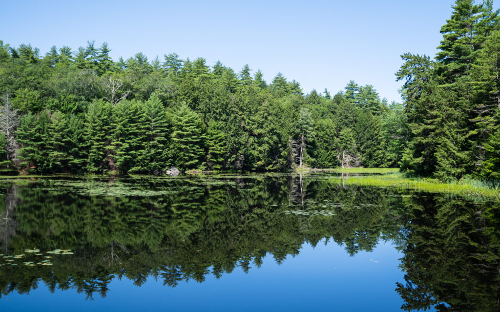 Serene forest wallpaper with lush green trees reflecting on calm lake under clear blue sky