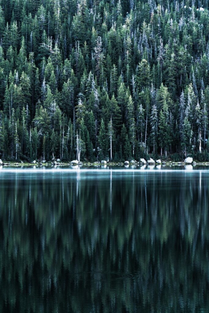 Serene forest with tall trees reflecting on calm lake water peaceful nature wallpaper background