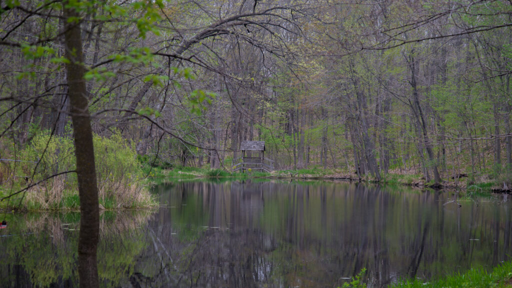 Serene forest lake with tall trees lush greenery wooden cabin reflections peaceful nature wallpaper