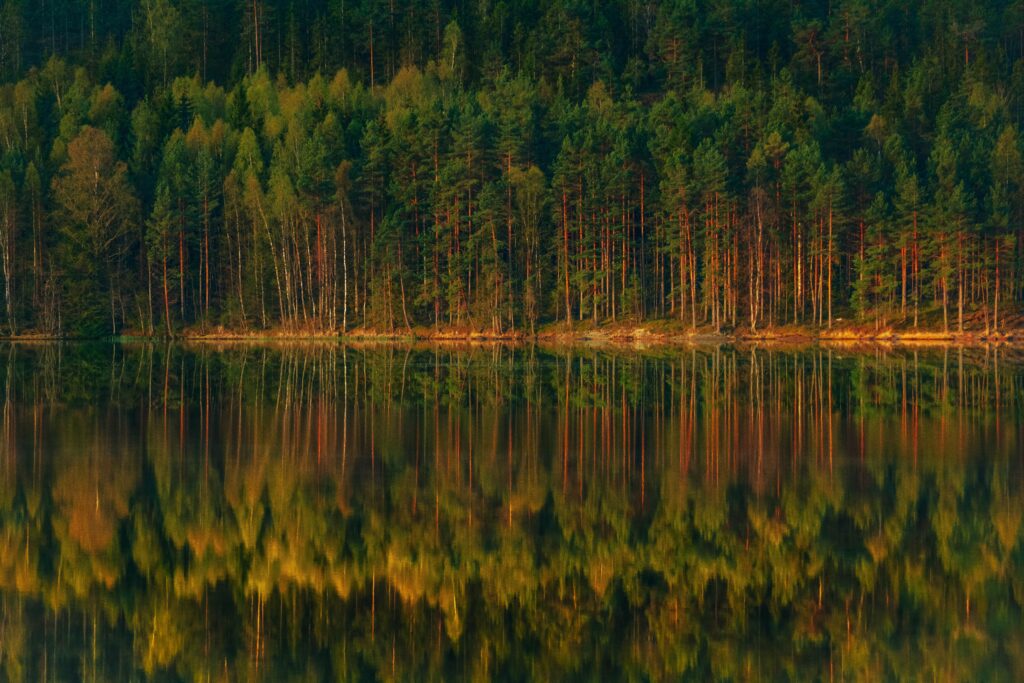 Serene forest lake landscape with tall trees and vibrant green amber reflections on calm water Wallpaper