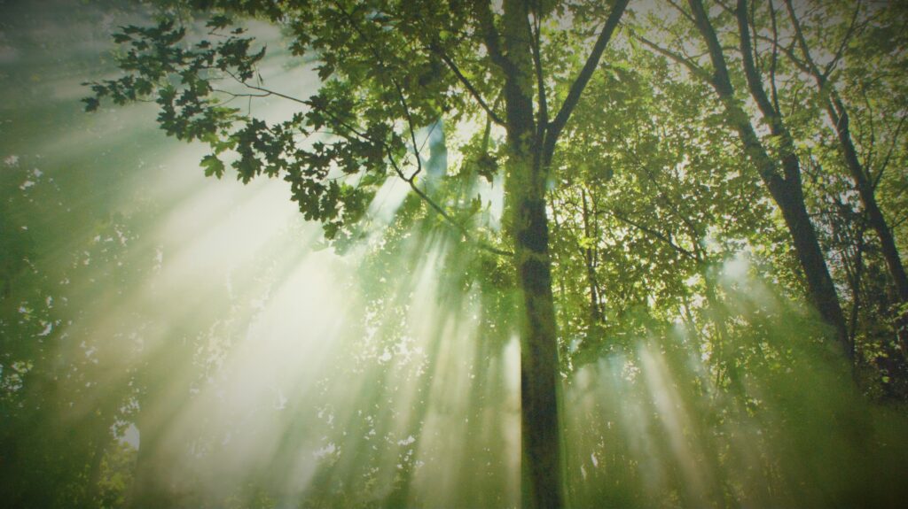Sunlight filtering through lush green forest canopy creating a tranquil mystical nature scene wallpaper