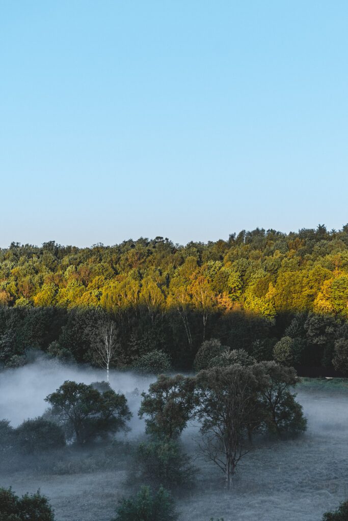 Serene forest landscape with dense trees foggy morning light and clear blue sky wallpaper background