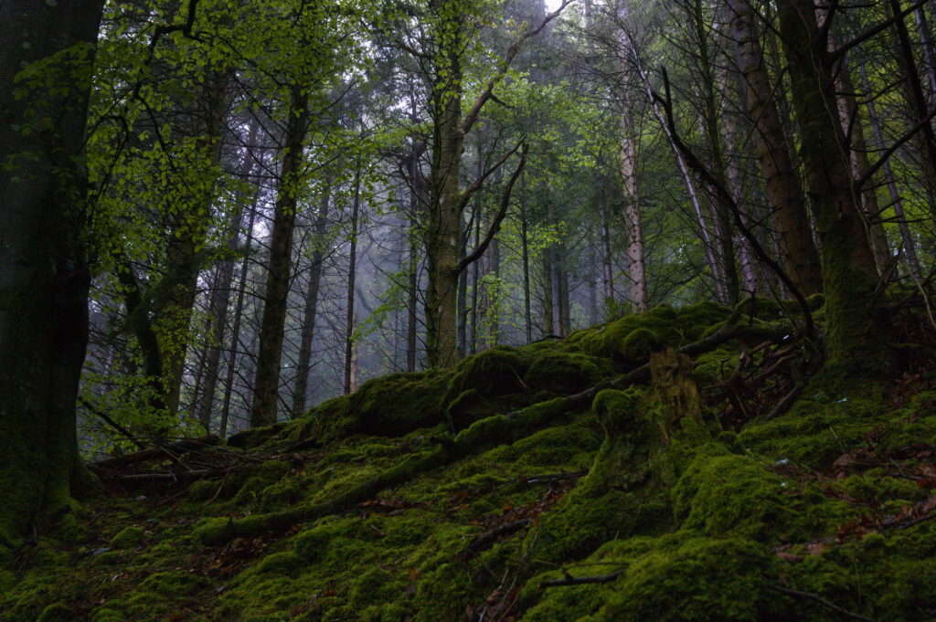 Serene forest landscape with tall trees and lush green moss under soft natural light wallpaper