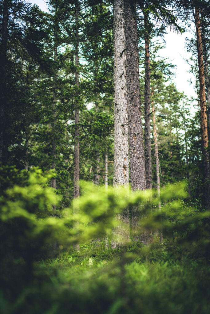 Serene forest wallpaper with tall trees and lush green undergrowth in soft natural blur