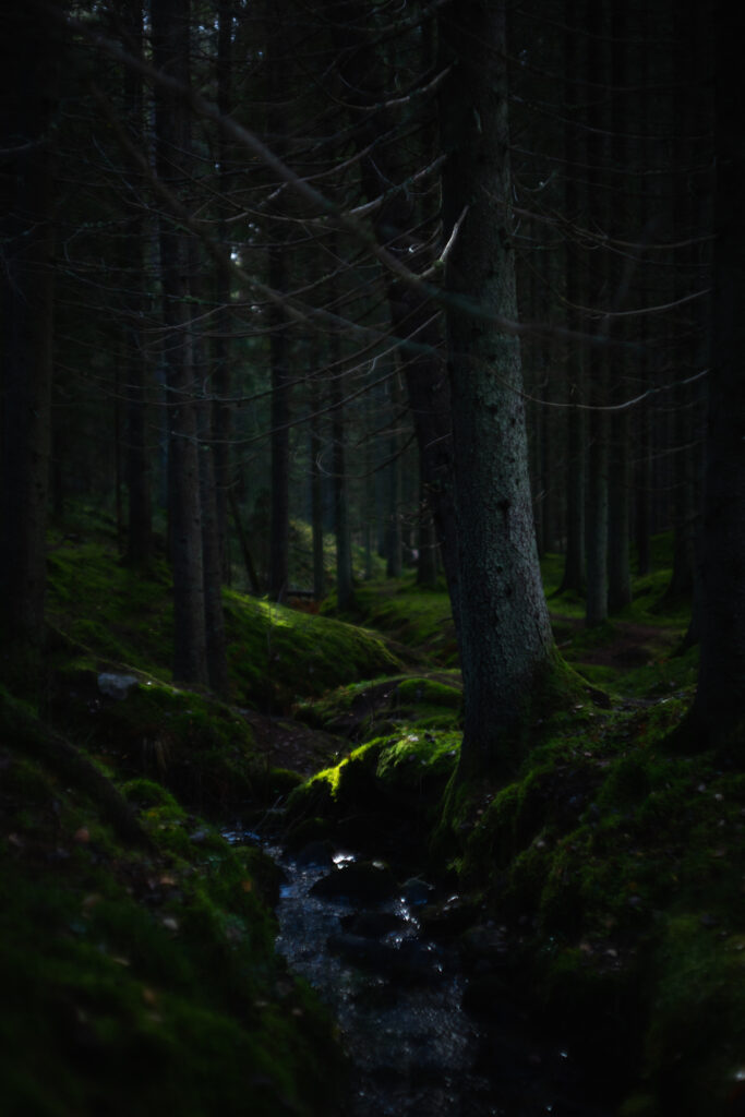 Serene forest wallpaper with tall trees vibrant green moss gentle hills and a clear winding stream