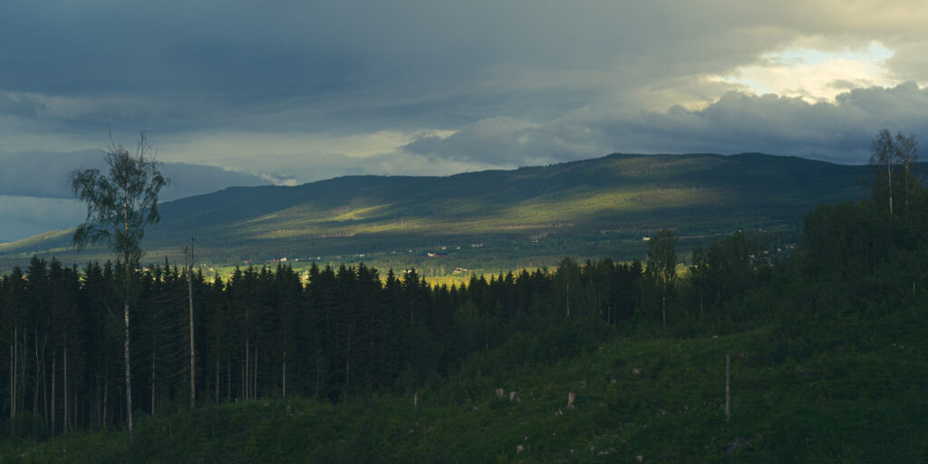Serene forest with tall trees and rolling green mountains under dramatic cloudy sky wallpaper