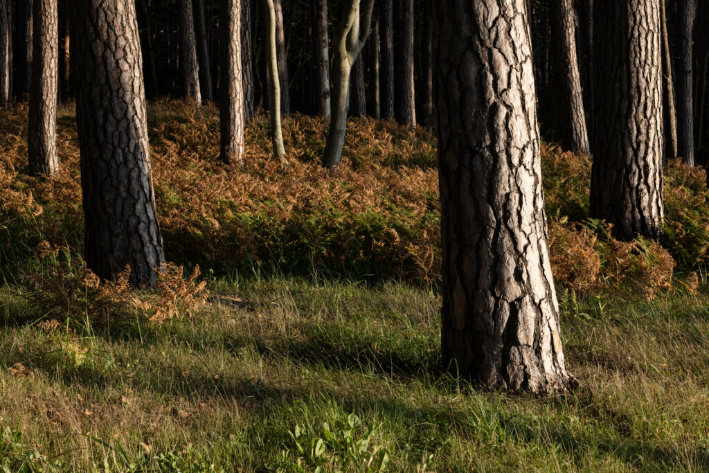 Serene forest wallpaper with tall textured tree trunks lush grass and golden ferns in sunlight