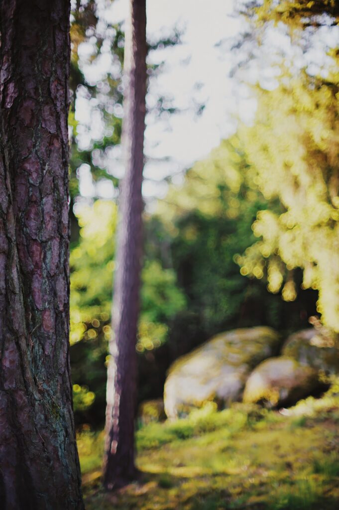 Serene forest wallpaper with tall trees sharp focus warm sunlight soft blurred green foliage background