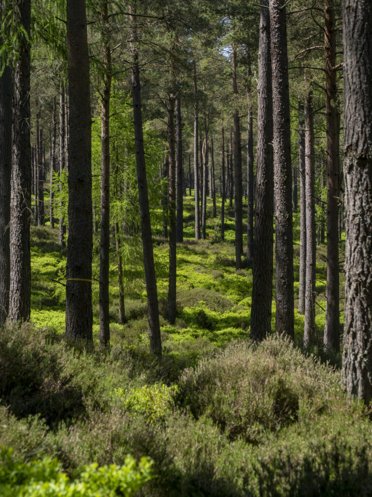 Serene forest wallpaper with tall trees lush green undergrowth and soft sunlight filtering through