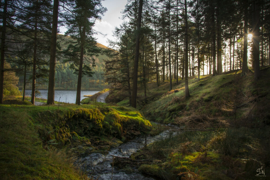 Serene forest with tall trees soft sunlight winding stream vibrant green moss peaceful river background Wallpaper