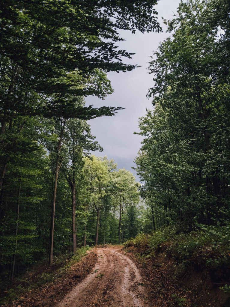 Serene forest wallpaper with tall green trees along winding mud path and lush foliage background