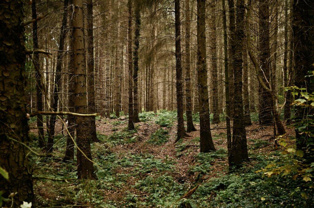 Serene forest wallpaper with tall trees and lush green grass creating a peaceful woodland scene
