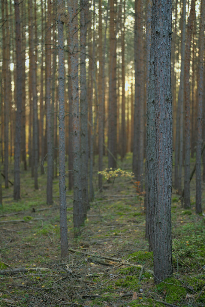 Serene forest wallpaper with tall slender trees green moss and soft natural light background