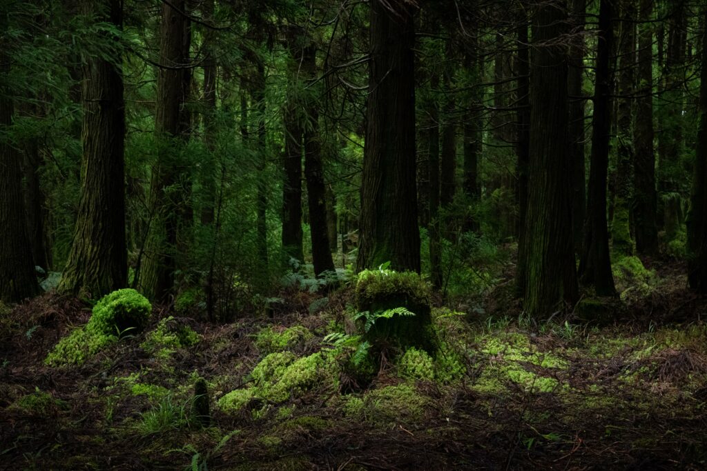 Serene forest wallpaper with towering trees lush ferns and vibrant green mossy floor background