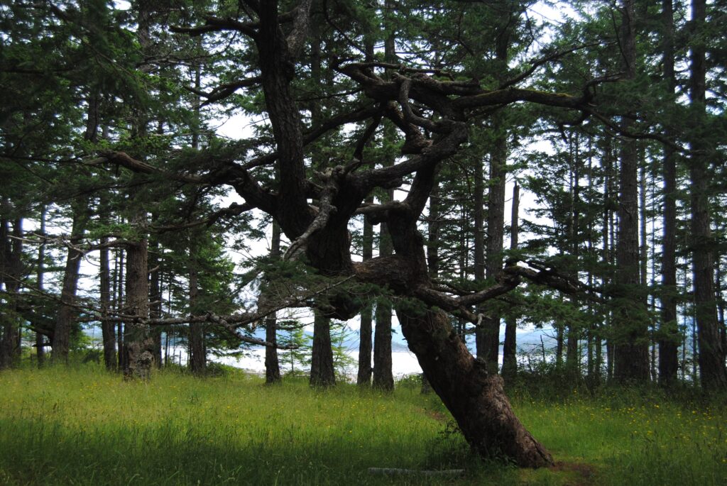 Tranquil forest wallpaper with tall lush trees and a unique twisted tree on green grass