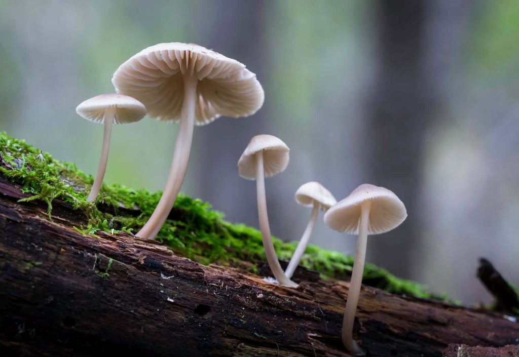 Macro view of Bonnet mushrooms on mossy log with soft light in peaceful forest wallpaper background