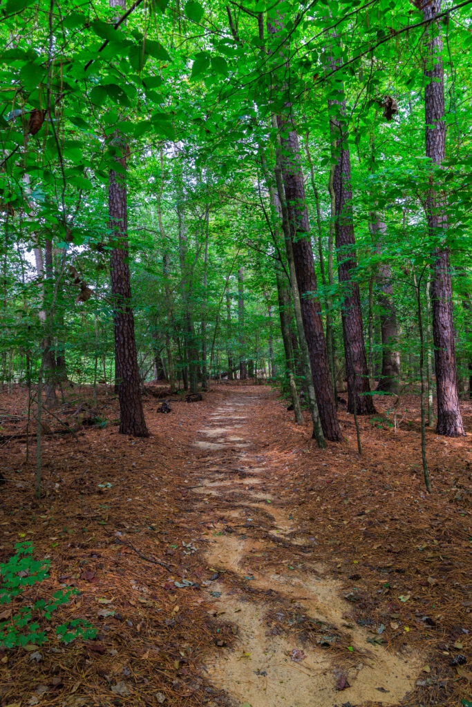 Tranquil forest wallpaper with tall trees winding dirt path lush green foliage nature background