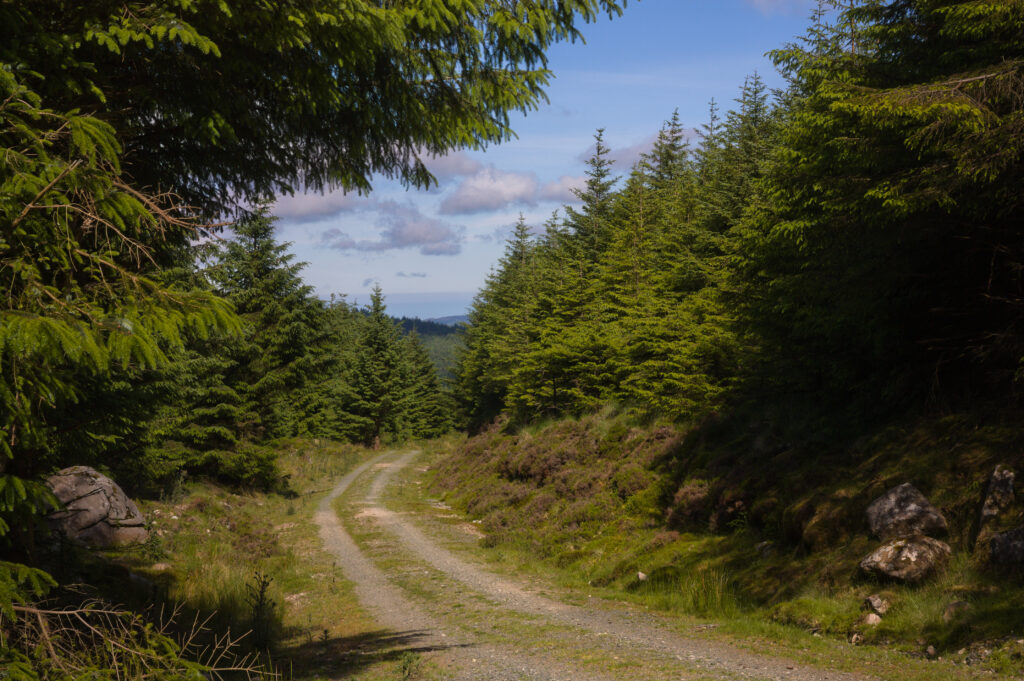 Peaceful forest wallpaper with winding path lush green trees blue sky serene natural landscape