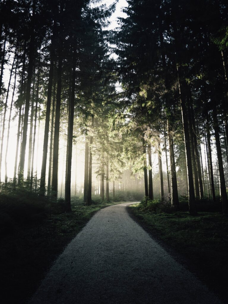 Serene forest wallpaper with winding path and soft sunlight filtering through tall green trees