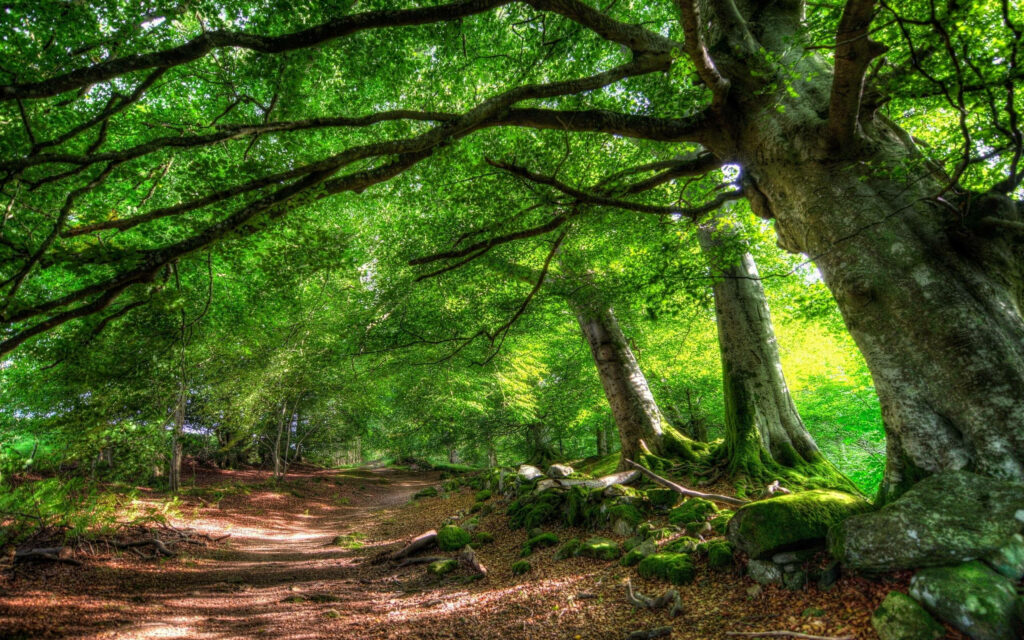 Tranquil Forest Path Wallpaper: Lush Greenery & Serene Atmosphere