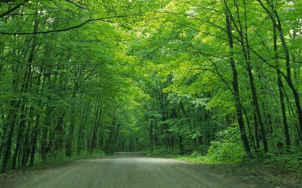 Serene Forest Path Wallpaper: Vibrant Green Trees Background